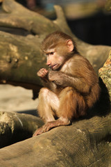 Little baboon eating