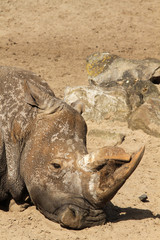 Obraz premium Rhino laying in the sand