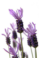 Naklejka premium schopf-lavendel