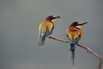 Bee-eater, Merops apiaster - the marriage period