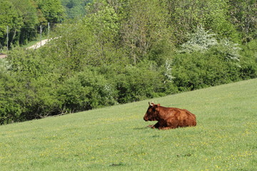 Vache assise dans la montagne