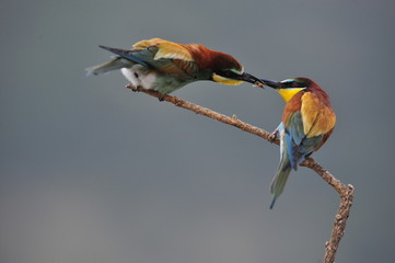 Bee-eater, Merops apiaster - the marriage period