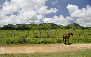 CABALLO SOLITARIO EN LA MONTAÑA