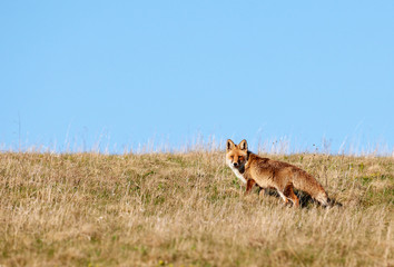 Wild fox in mountain field