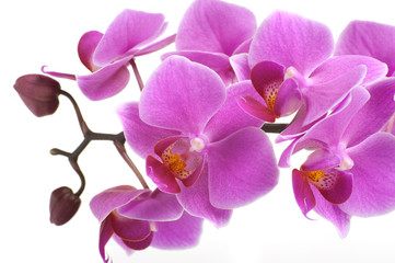 Naklejka na ściany i meble Orchid Flower