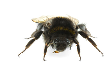 Bumblebee 
