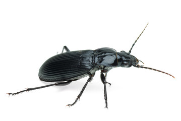 Black carabus beetle
