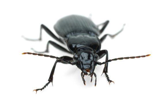 Black carabus beetle