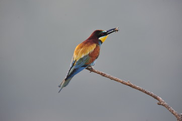 Bee-eater, Merops apiaster