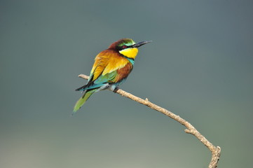 Bee-eater, Merops apiaster