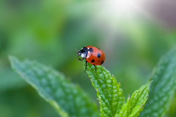 Ladybug sitting on a leaf lemon balm