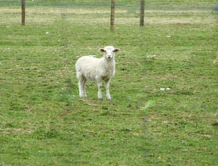 Fototapeta premium lonely lamb outside