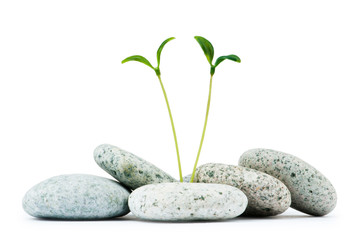 Obraz na płótnie Canvas Pebbles and seedlings - alternative medicine concept