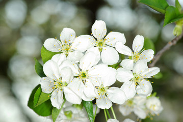 white flowers