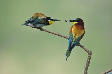 Bee-eater, Merops apiaster - the marriage period