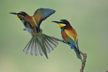 Bee-eater, Merops apiaster - the marriage period