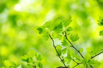 green leaves