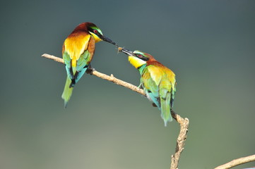 Bee-eater, Merops apiaster - the marriage period