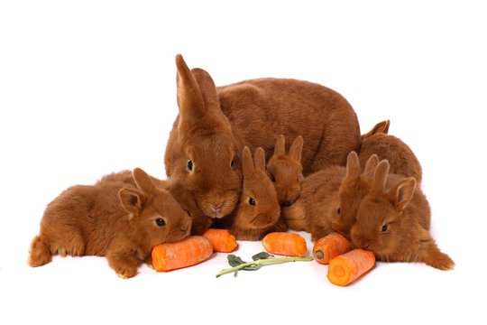ein großer Hase und fünf kleine Kaninchen liegend
