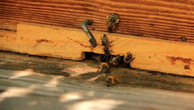 video bienenstock v2 II