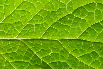 leaf texture