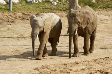 dwa słonie w zoo