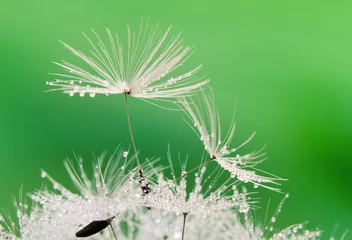 Printed kitchen splashbacks Dandelions and water Close-up of wet dandelion seed with drops