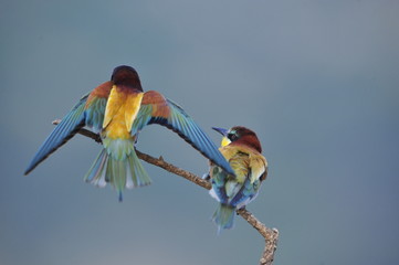 Bee-eater, Merops apiaster - the marriage period
