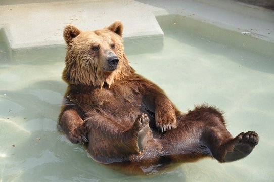 Braunb&auml;r
