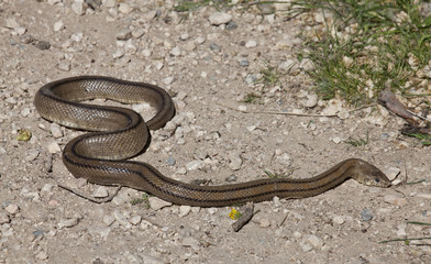 serpiente de agua