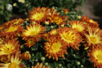 Chrysanthemums © crystalseye