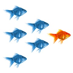 goldfish