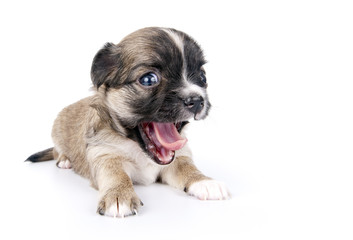 cute Chihuahua puppy with funny open mouth close-up