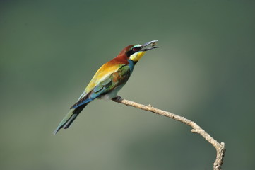 Bee-eater, Merops apiaster
