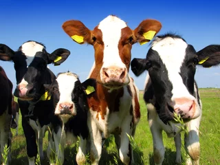 Abwaschbare Fototapete Kuh Kälber auf dem Feld