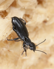 Black beetle stuck in resin, extreme close up
