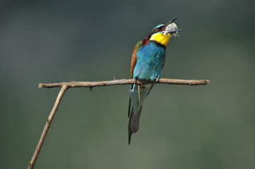 Bee-eater, Merops apiaster - the marriage period