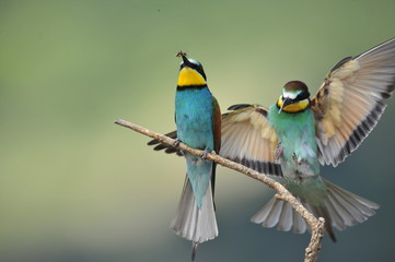 Bee-eater,the marriage between