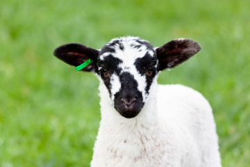 Curious spring lamb staring at the camera