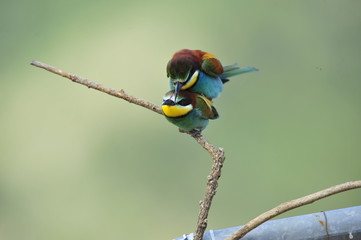 Bee-eater,the marriage between