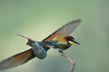 Bee-eater, Merops apiaster - the marriage period