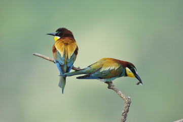 Bee-eater, Merops apiaster - the marriage period