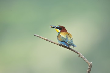 Bee-eater, Merops apiaster