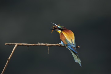 Bee-eater, Merops apiaster