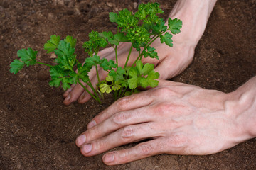 Planting young parsley