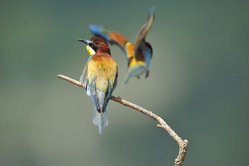 Bee-eater, Merops apiaster - the marriage period