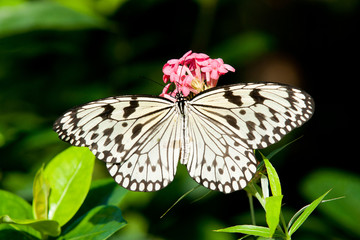 Butterfly cross section