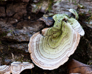 Fungus in the forest