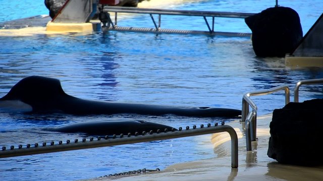 Orca