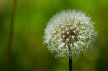 Dandelion puff